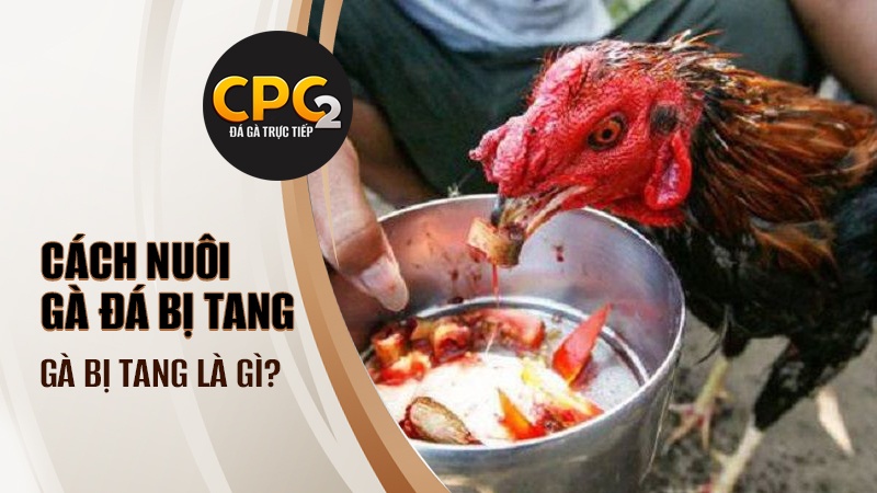 Gà đá bị tang là như thế nào?