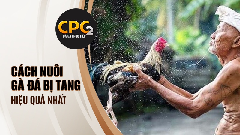 Cách nuôi gà đá bị tang hiệu quả nhất