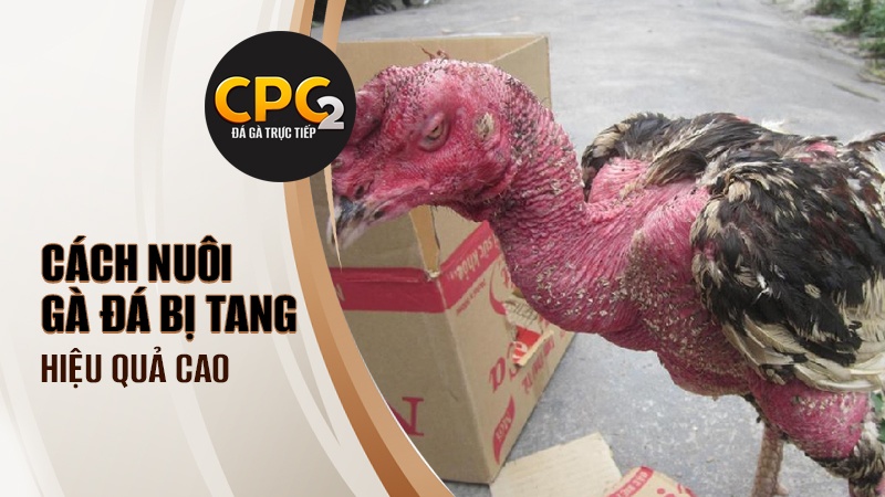 Cách nuôi gà đá bị tang đạt hiệu quả cao