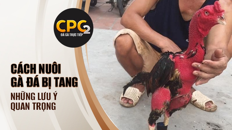 Những lưu ý quan trọng trong cách nuôi gà đá bị tang