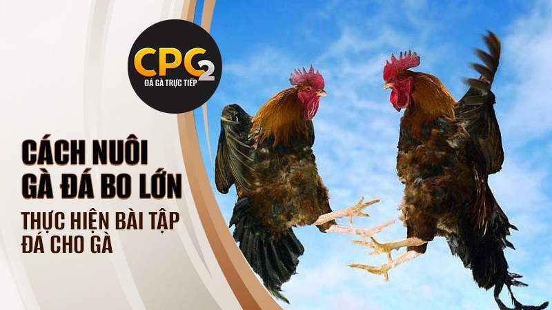 Cách nuôi gà đá bo lớn - Thực hiện bài tập đá cho gà đá bo lớn