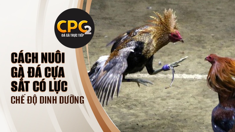 Chế độ dinh dưỡng trong cách nuôi gà đá cựa sắt có lực