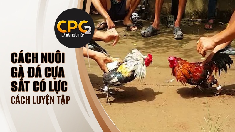 Cách tập luyện cho gà trong cách nuôi gà đá cựa sắt có lực