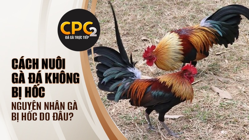 Lí do dẫn đến việc gà bị hốc khi tham chiến