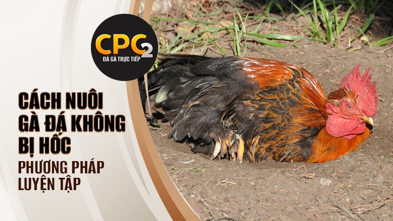 Phương pháp luyện tập trong cách nuôi gà đá không bị hốc