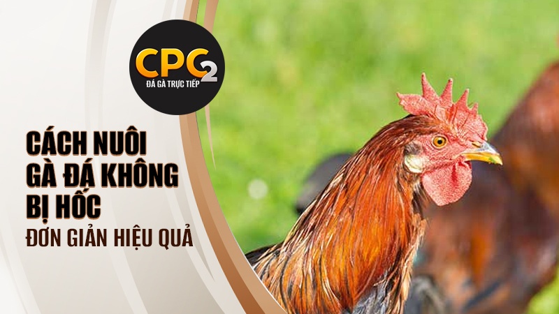 Cách nuôi gà đá không bị hốc đơn giản hiệu quả