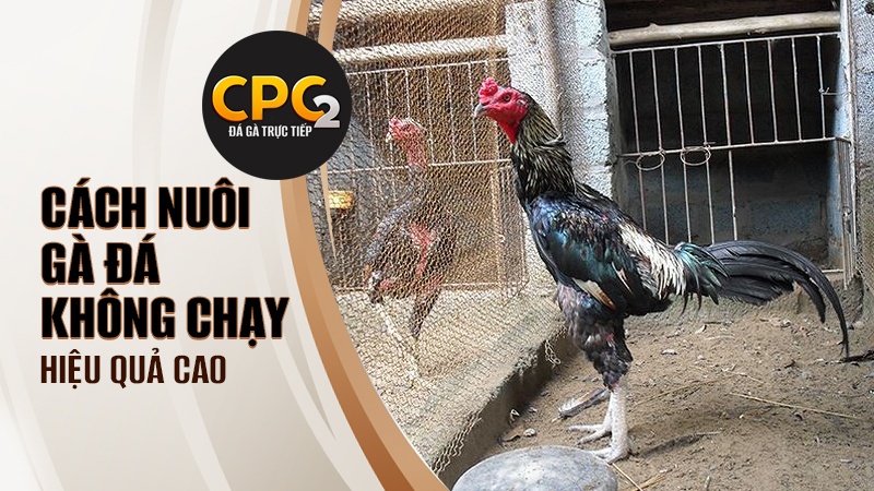 Cách nuôi gà đá không chạy hiệu quả