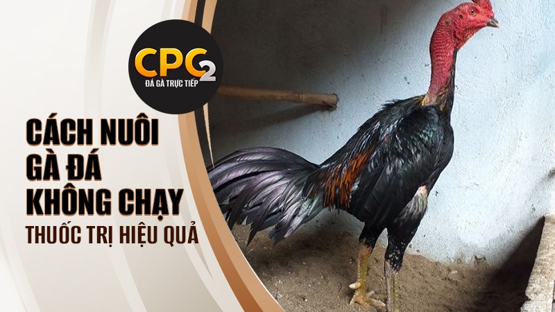 Những loại thuốc trị gà đá không chạy