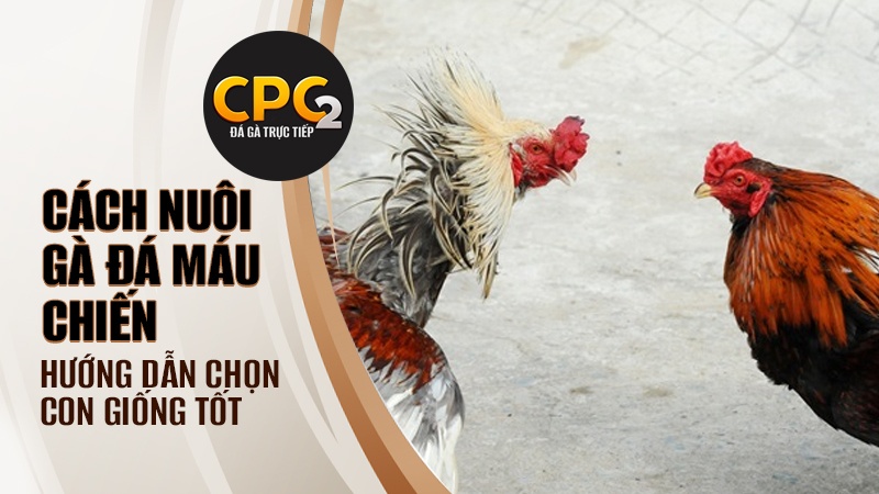 Cách chọn giống tốt trong cách nuôi gà đá máu chiến