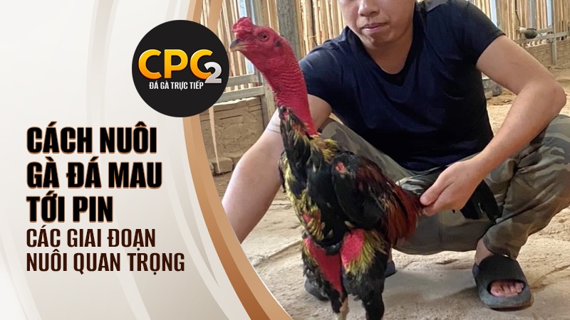 Những giai đoạn quan trọng trong cách nuôi gà đá mau tới pin