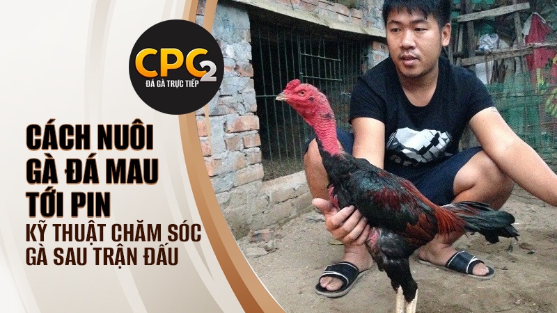 Kỹ thuật chăm sóc trong cách nuôi gà đá mau tới pin sau mỗi trận đấu