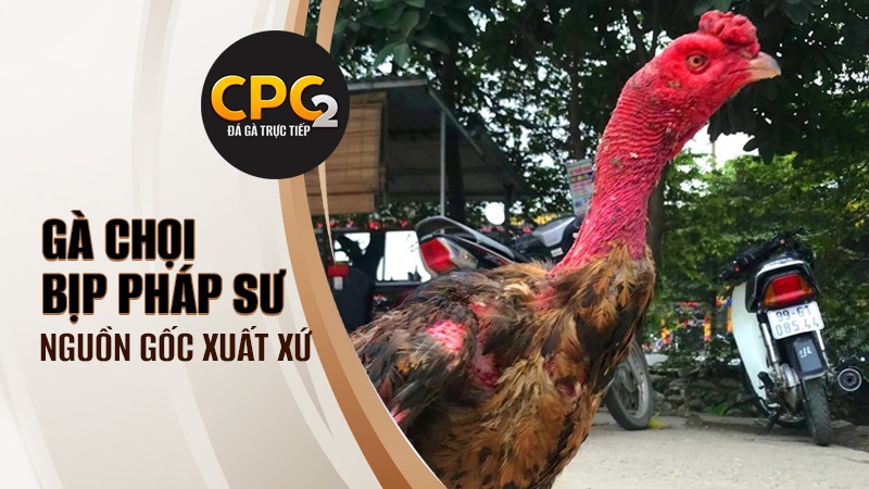 Nguồn gốc và lịch sử đặc biệt gà chọi Bịp Pháp Sư