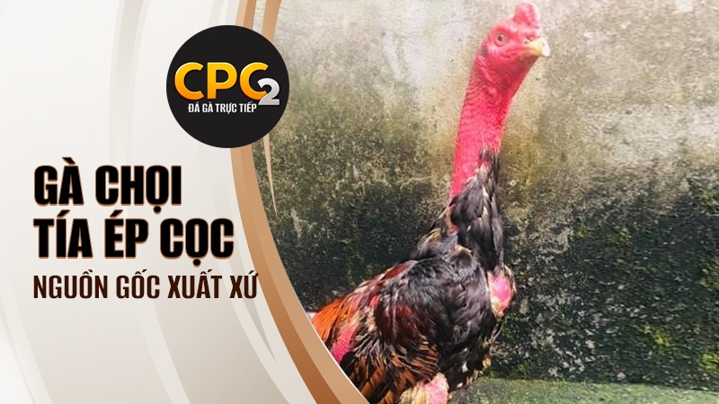 Nguồn gốc và xuất xứ gà chọi Tía Ép Cọc