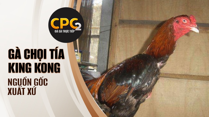 Nguồn gốc của cái tên Tía King Kong