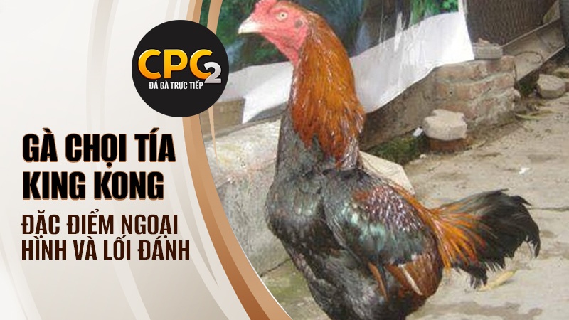 Đặc điểm nổi bật về ngoại hình và lối đánh để nhận diện được chiến kê Tía King Kong