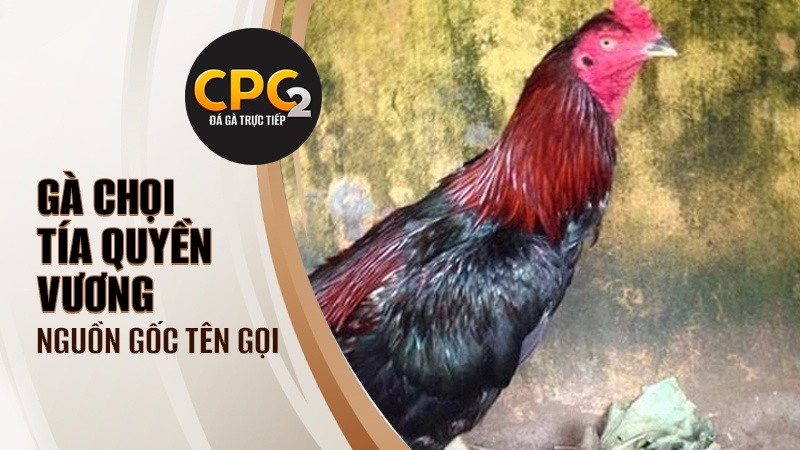 Nguồn gốc tên gọi Tía Đấm của gà chọi Tía Quyền Vương