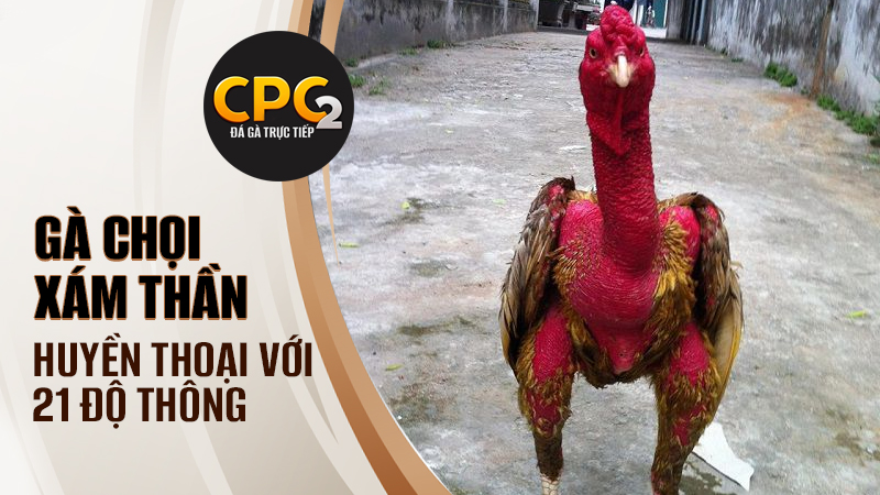 Thành tích vô tiền khoáng hậu 21 trận thắng của gà chọi Xám Thần