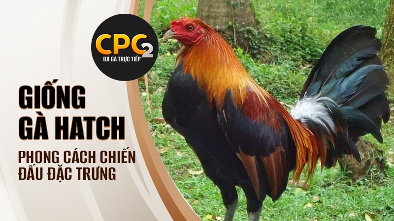 Phong cách chiến đấu đặc trưng của dòng gà Hatch - Dòng gà đá tốc độ