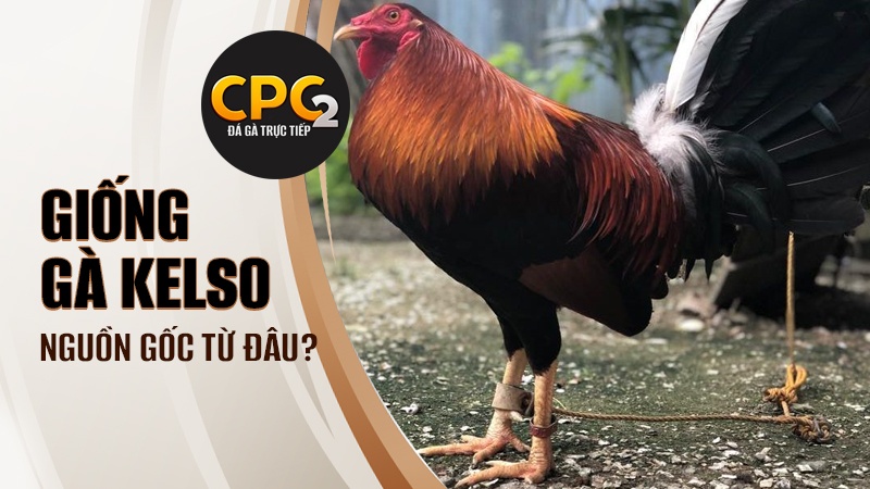 Gốc gác của dòng gà Kelso