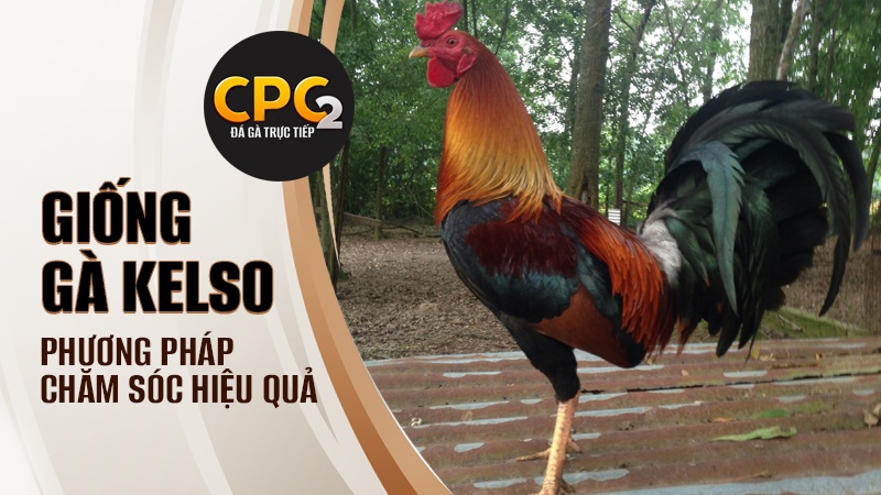 Phương pháp chăm sóc giống gà Kelso rặc đạt hiệu quả cao