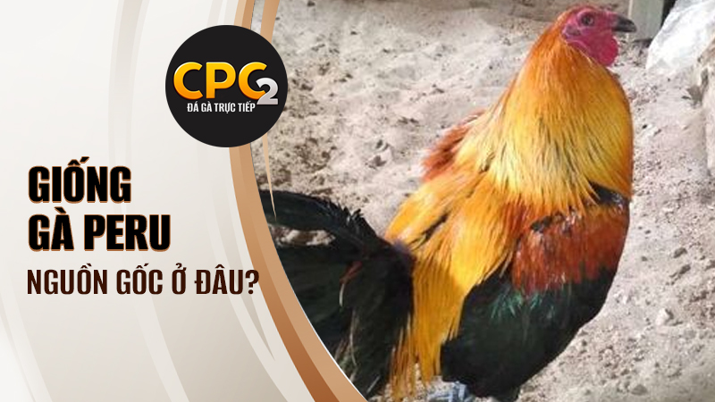 Nguồn gốc của gà Peru