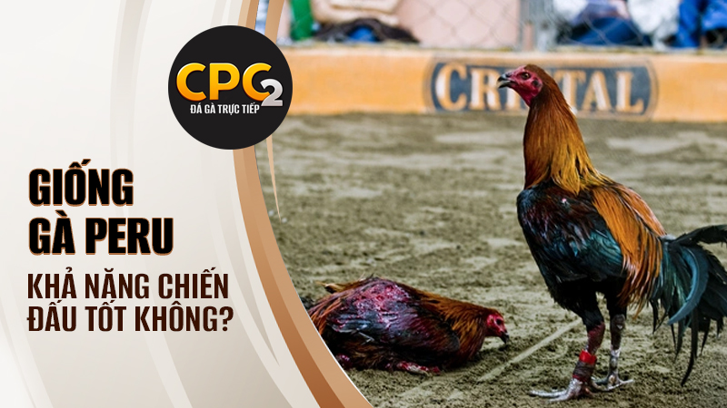 Khả năng chiến đấu của gà Peru