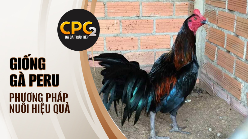 Phương pháp nuôi giống gà Peru hiệu quả nhất hiện nay