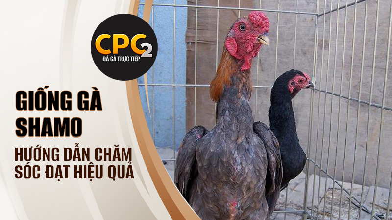 Phương pháp chăm sóc giống gà Shamo đạt hiệu quả cao