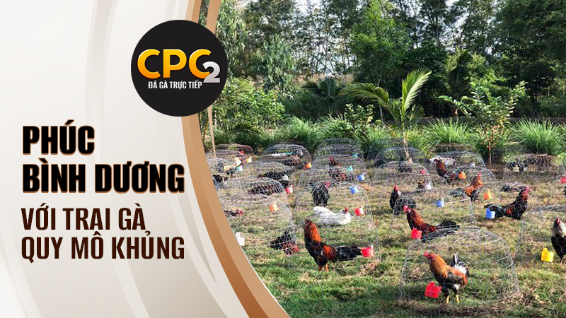 Quy mô trại gà cực khủng của Phúc Bình Dương