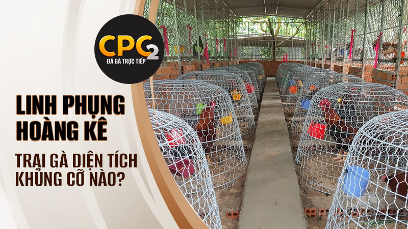 Diện tích khủng của trại gà Phụng Hoàng Kê