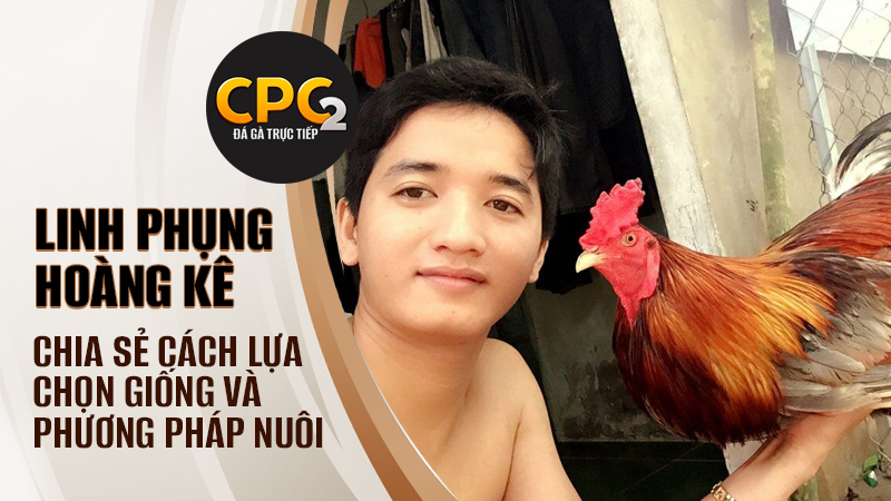 Lựa chọn giống và phương pháp nuôi của Linh Phụng Hoàng Kê