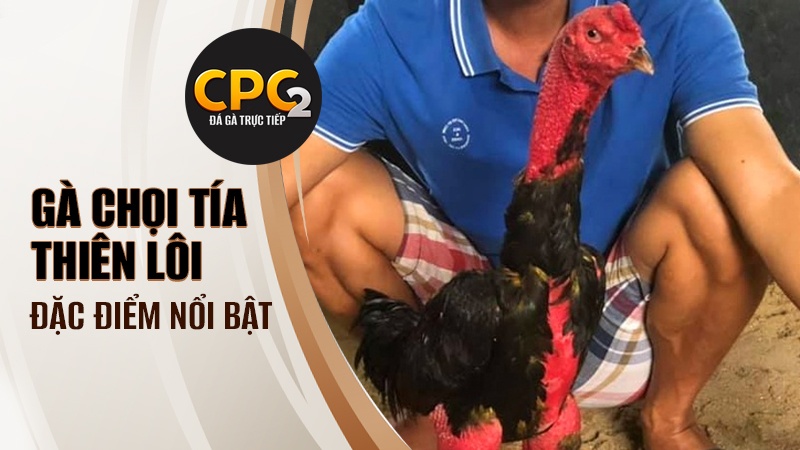 Đặc điểm nổi bật của chiến kê Tía Thiên Lôi khi thi đấu