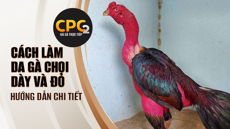 Hướng dẫn cách làm da gà chọi dày và đỏ chi tiết