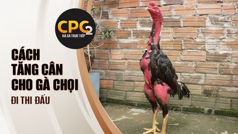 Cách tăng cân cho gà chọi đi thi đấu chuyên nghiệp