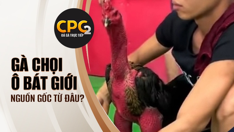 Gà chọi Ô Bát Giới có nguồn gốc từ đâu