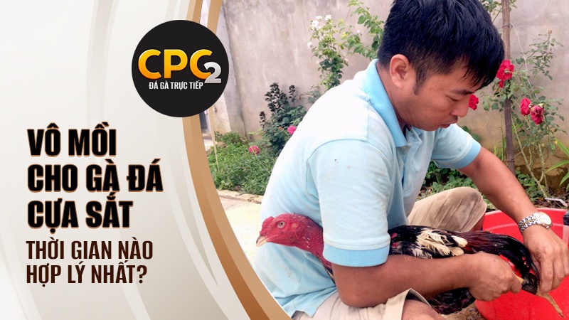 Thời gian vô mồi cho gà đá cựa sắt hợp lý nhất