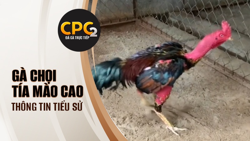 Tổng quan về gà chọi Tía Mào Cao