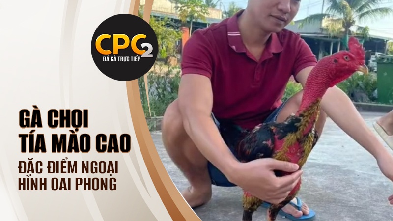 Ngoại hình của Tía Mào Cao