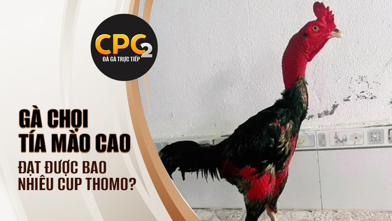 Số cúp C1 Tía Mào Cao thi đấu Thomo đạt được