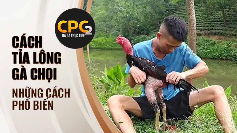 Những cách cắt tỉa lông gà chọi phổ biến