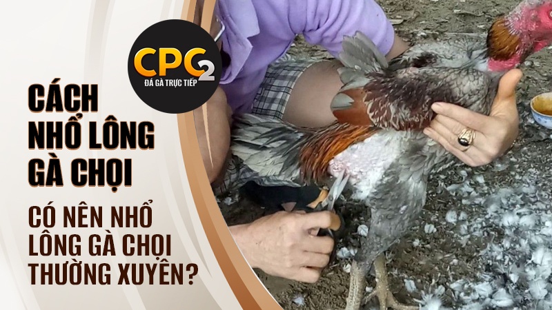 Có nên nhổ lông gà chọi thường xuyên? Ưu điểm và nhược điểm của việc này là gì?