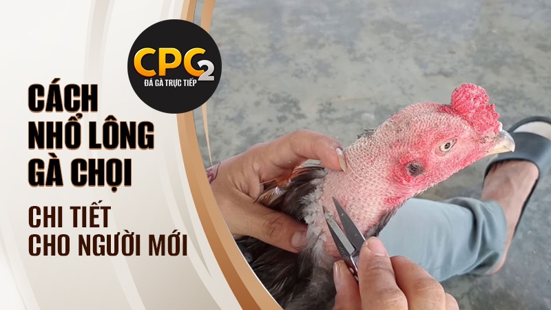 Cách nhổ lông gà chọi chi tiết nhất cho người mới