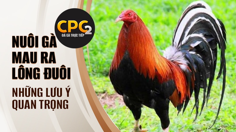 Những lưu ý quan trọng trong cách nuôi gà mau ra lông đuôi