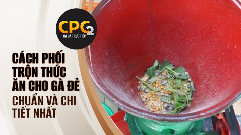 Cách phối trộn thức ăn cho gà đẻ chuẩn và chi tiết