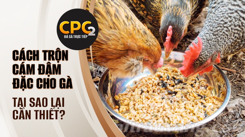 Lý do bạn nên trộn cám đậm đặc cho gà