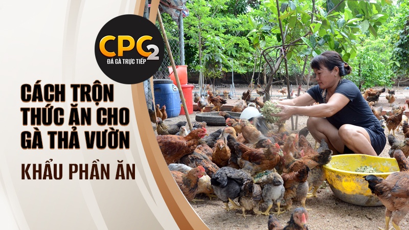 Khẩu phần trong cách trộn thức ăn cho gà thả vườn