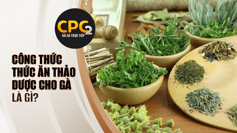 Công thức thức ăn thảo dược cho gà là gì? 