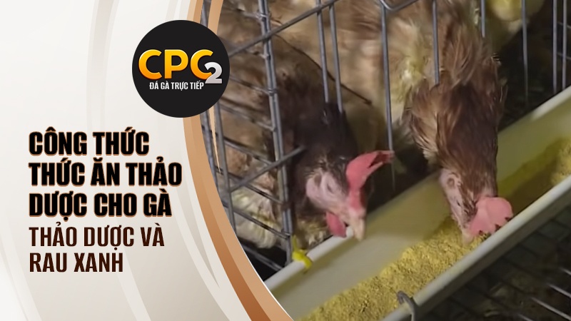 Thức ăn thảo dược cho gà và rau xanh cho gà