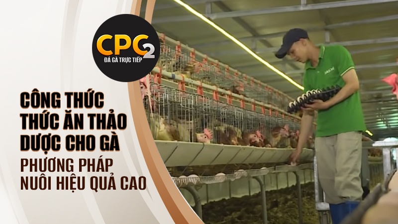 Phương pháp nuôi gà bằng công thức thức ăn thảo dược cho gà