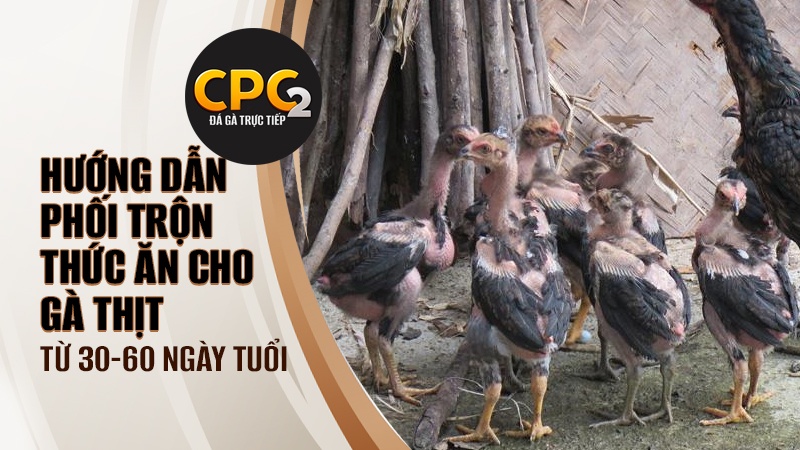 Hướng dẫn phối trộn thức ăn cho gà thịt giai đoạn gà ở độ tuổi từ 30 đến 60 ngày tuổi